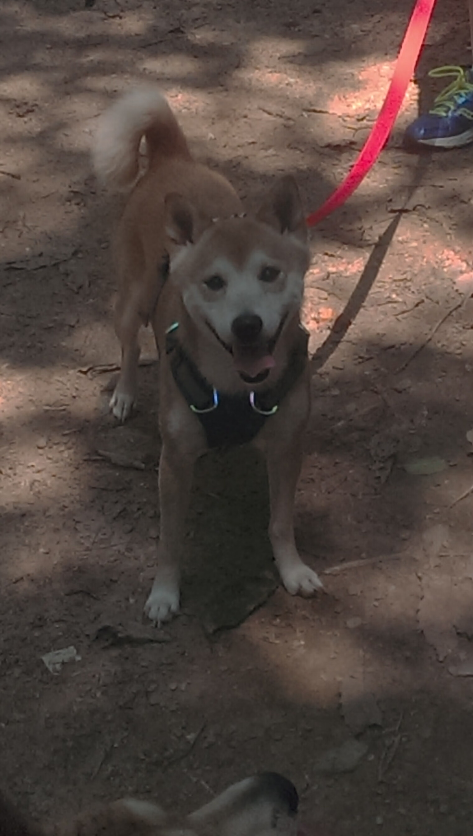 绿茵与网球的交响诗，当拉齐奥遇见里昂，赖斯在另一个赛场加冕