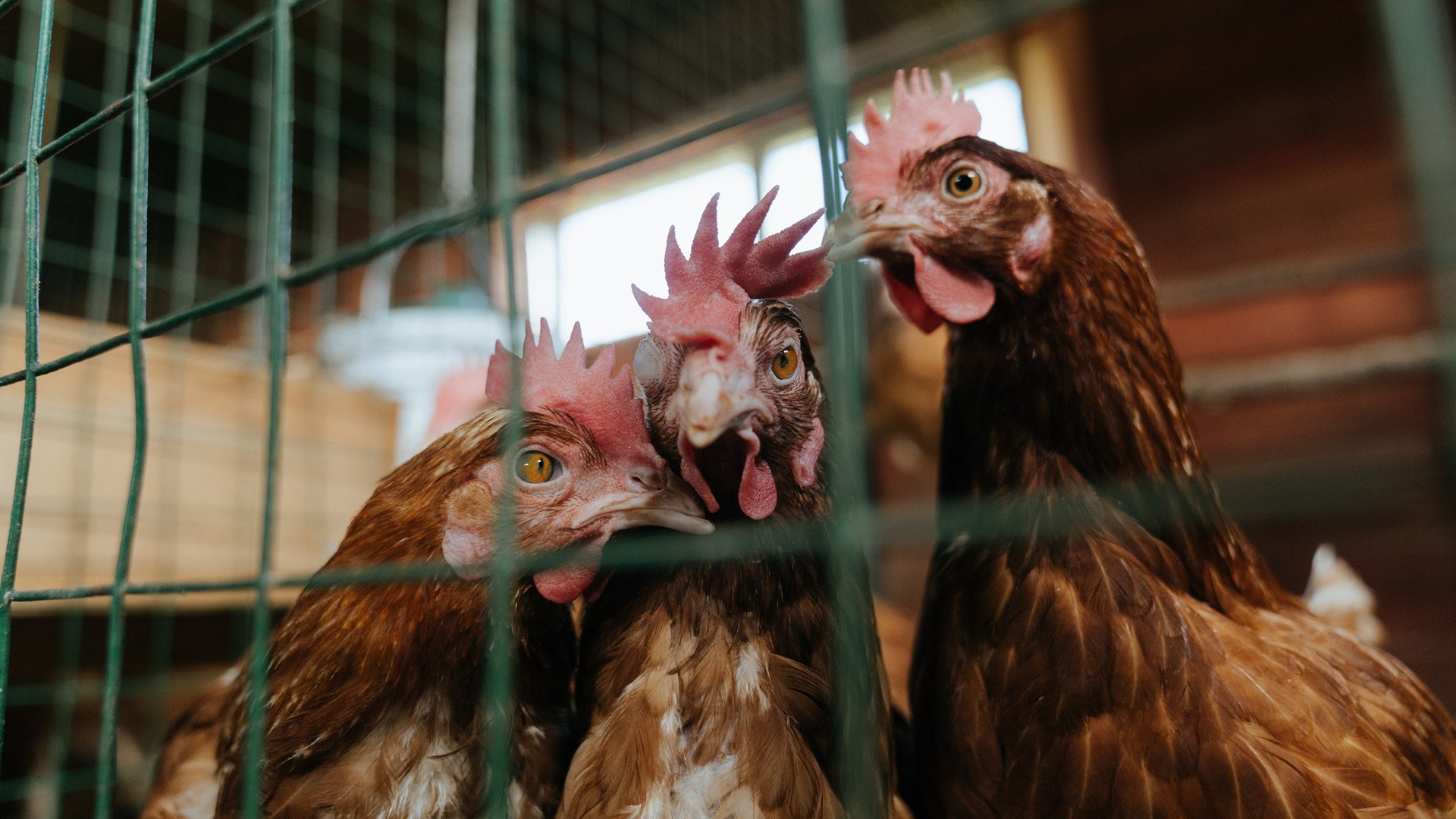 东方巨龙掀翻苹果城,小贾伦37分导演跨洲逆袭,CBA冠军鏖战力克NBA豪门